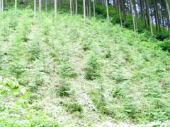 �X�̃v���[���g�g�уT�C�g