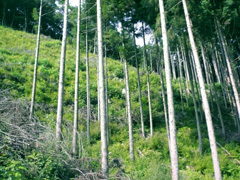 �X�̃v���[���g�g�уT�C�g