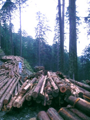 �X�̃v���[���g�g�уT�C�g