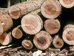 �X�̃v���[���g�g�уT�C�g