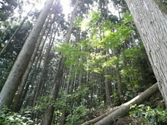 �X�̃v���[���g�g�уT�C�g