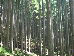 �X�̃v���[���g�g�уT�C�g