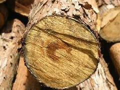 �X�̃v���[���g�g�уT�C�g